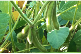 Семена сои Premium Genetics STINE 06N02